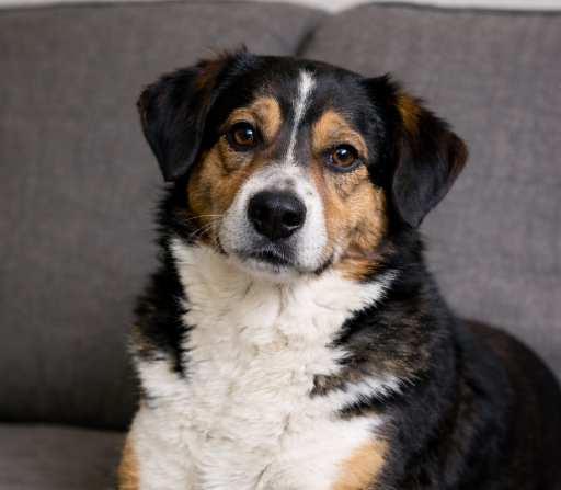 Spokojený pes po odpočinku