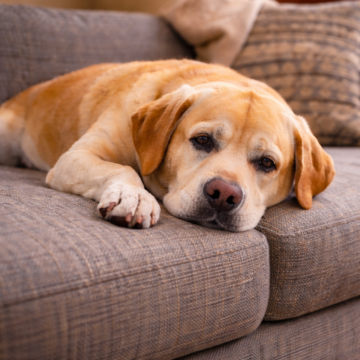 Pes před podporou kloubů